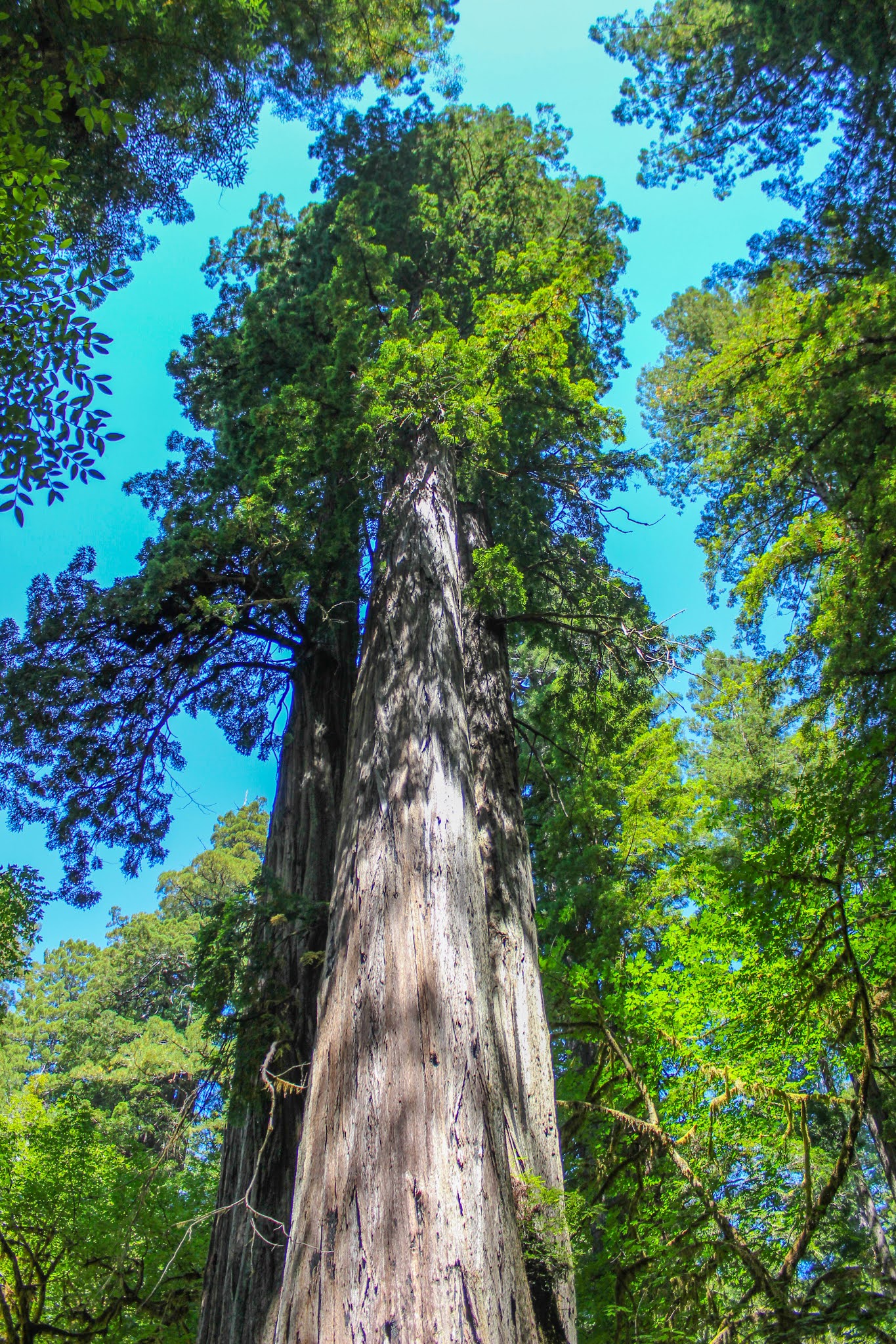 Cannundrums Coast Redwood