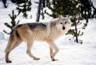 alt="loba gris caminando por la nieve"