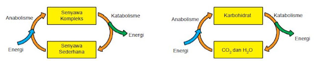 Hubungan katabolisme dan anabolisme karbohidrat