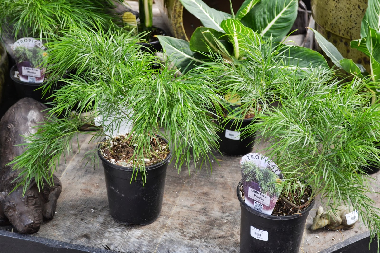 The Outlaw Gardener A quick visit to Watson's Nursery.