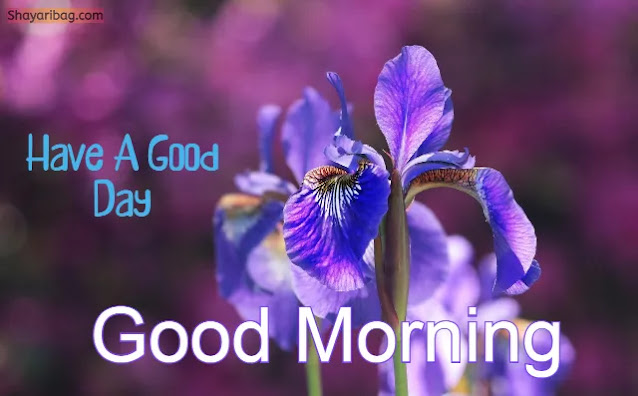 Have a Good Day Have a Good Day
