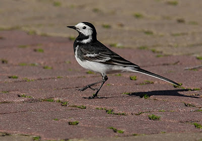 Lavandera blanca 