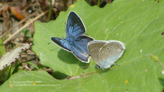 Polyommatus (Cyaniris) semiargus (male) DSC139385