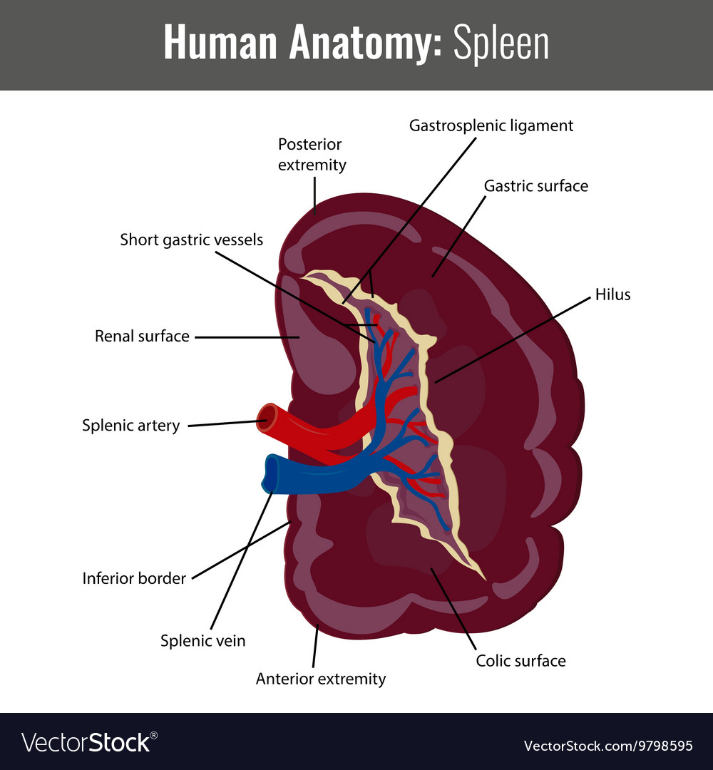 2BeHealthy: Spleen (Limpa ) Anatomy
