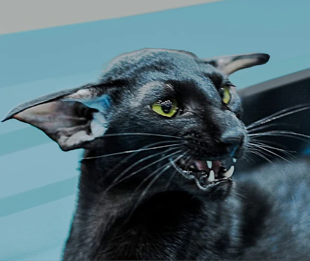 Black Oriental Shorthair show cat looking aggressive
