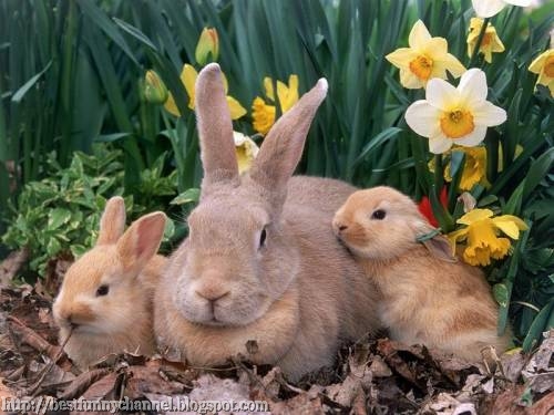 Three cute rabbits.