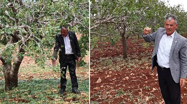 Doludan etkilenen fıstık çiftçisine müjde!
