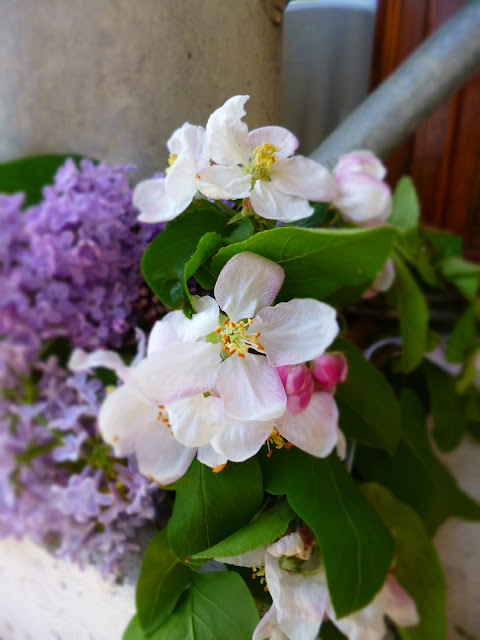 Lilac e fiori di ciliegio.