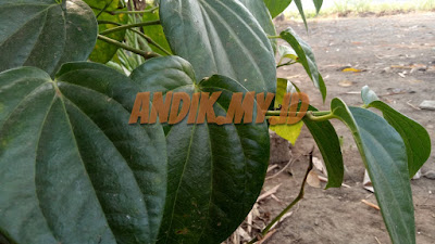 foto, daun sirih, daun sirih hijau, tanaman sirih, gambar daun sirih, 