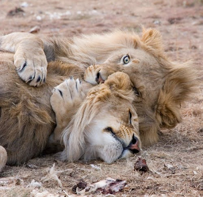 Lion Images Lion Images