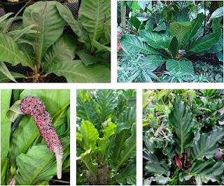 Jenis Jenis Bunga Anthurium Paling Mahal Dan Populer Lengkap | Bertanam