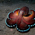 Amazing Sea Creatures
