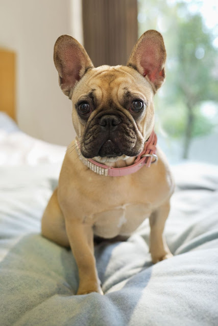 French Bulldog – Playful and Smart