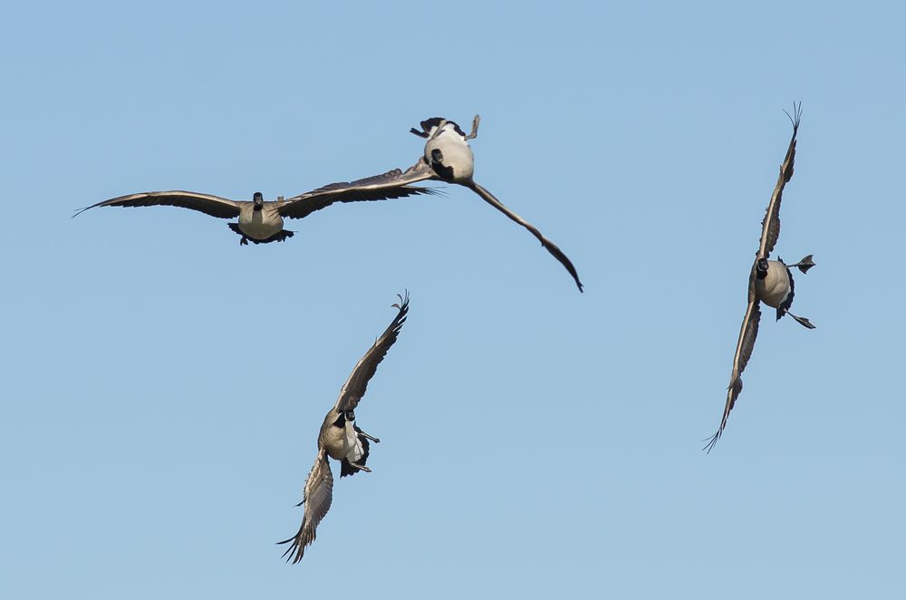 geese Whiffling