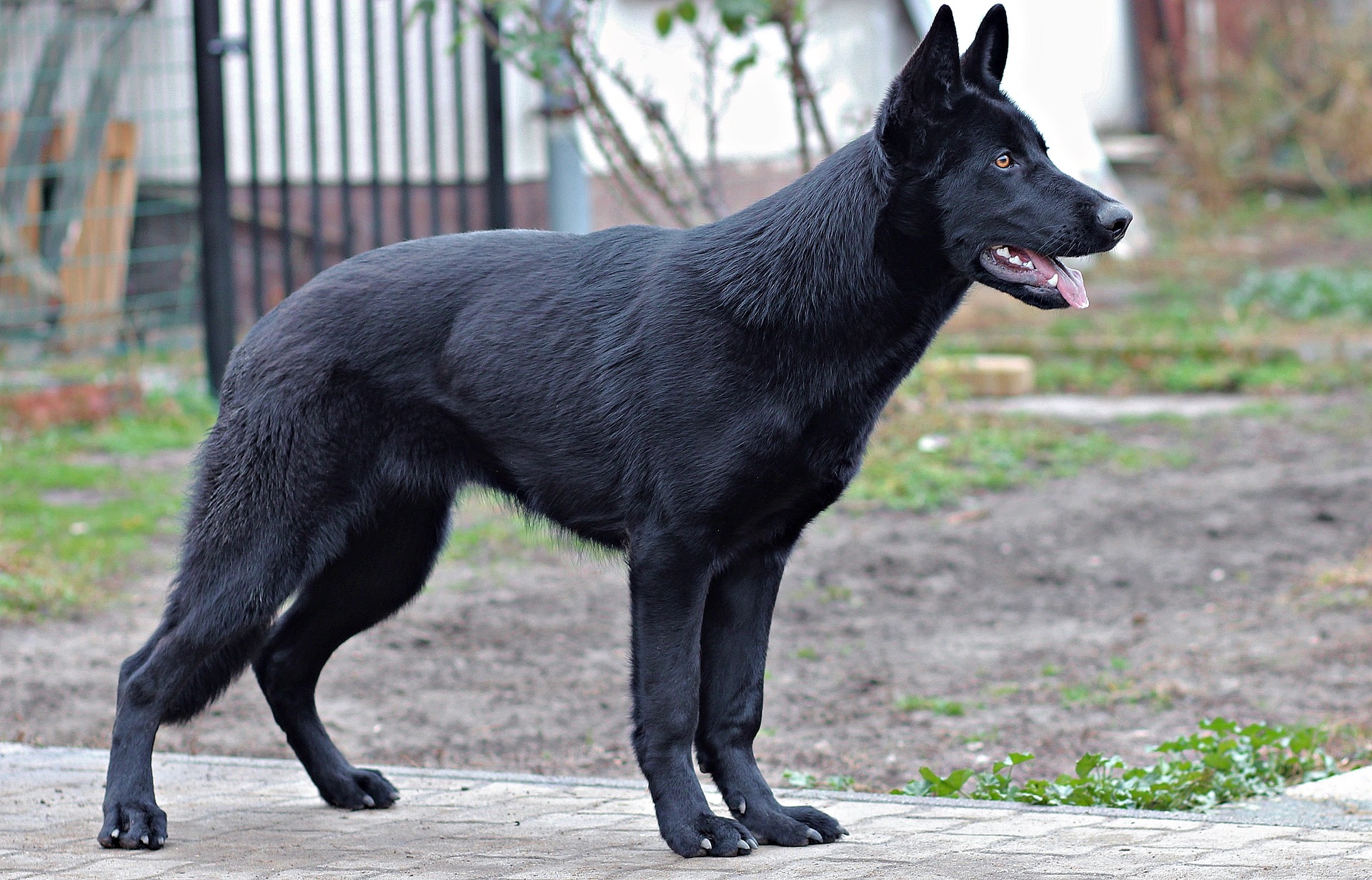 10 Blackest Dog Breeds Ever