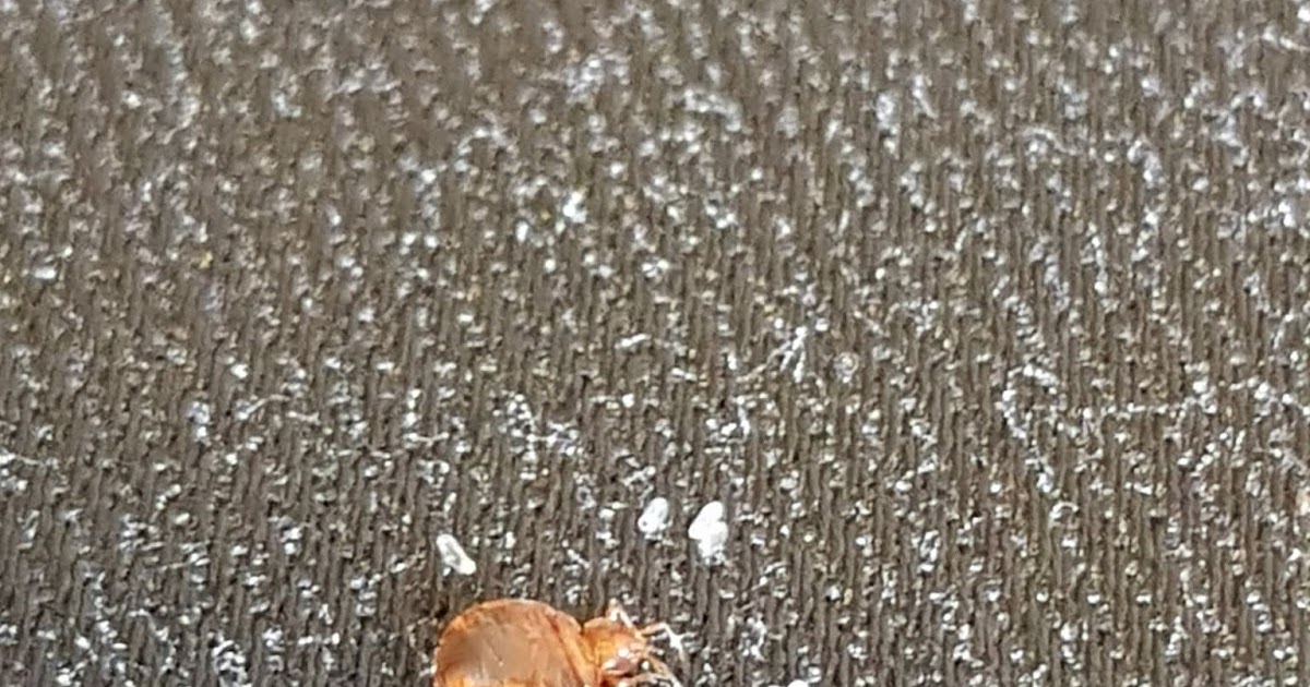 Bed Bug Pest Control London Room Preparation Advice