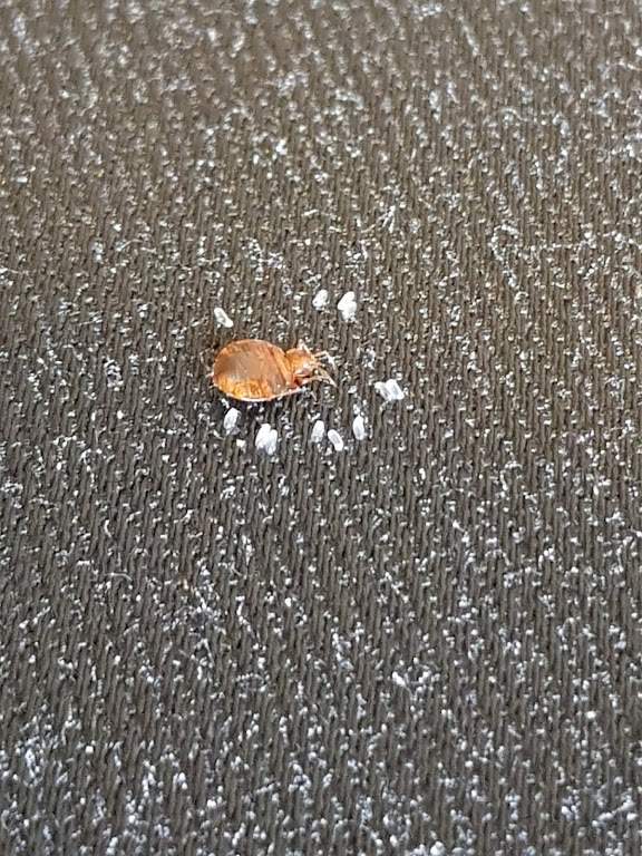 Bed Bug Pest Control London Room Preparation Advice