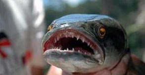 98 Arti Mimpi Menangkap Ikan Gabus Putih Gabus Item Versi Primbon Jawa Kumpulan Arti Mimpi Dan Tafsirnya