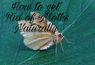 How to get Rid of Moths Naturally