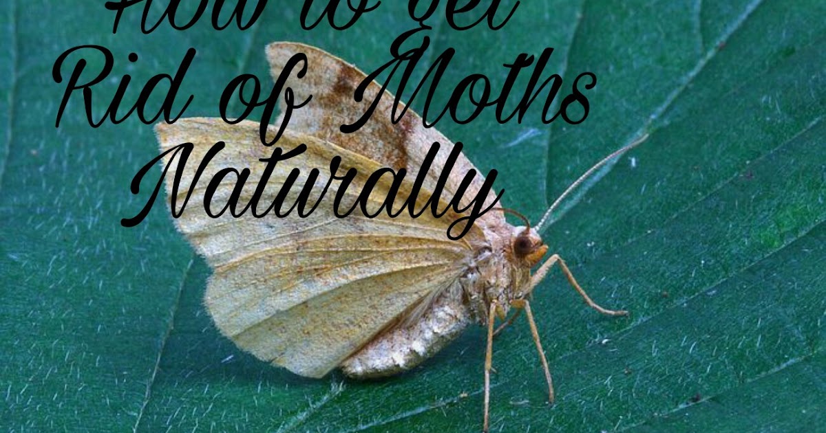 Moths How To Get Rid Of Them Naturally