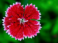 flower, bloom, spring, macro close-up