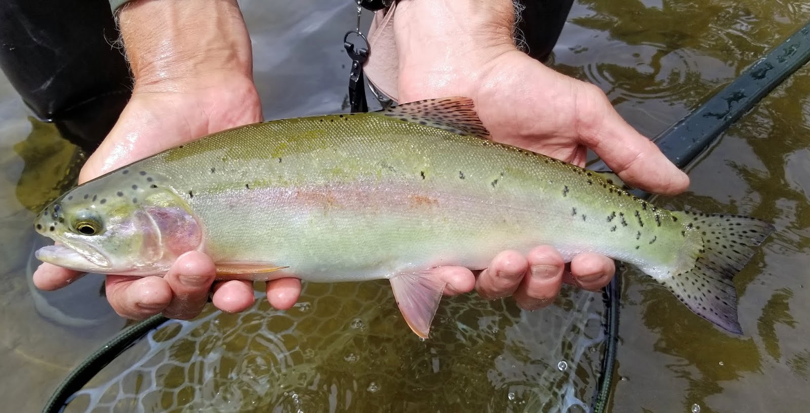 Jon Baiocchi Fly Fishing News Middle Fork Feather River Fly Fishing Report 6/1/2020