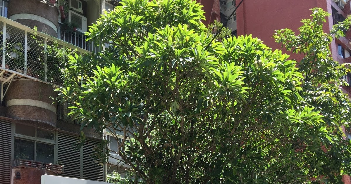 [食記] 台北 終於等到巴布卡，Boulanger Ours