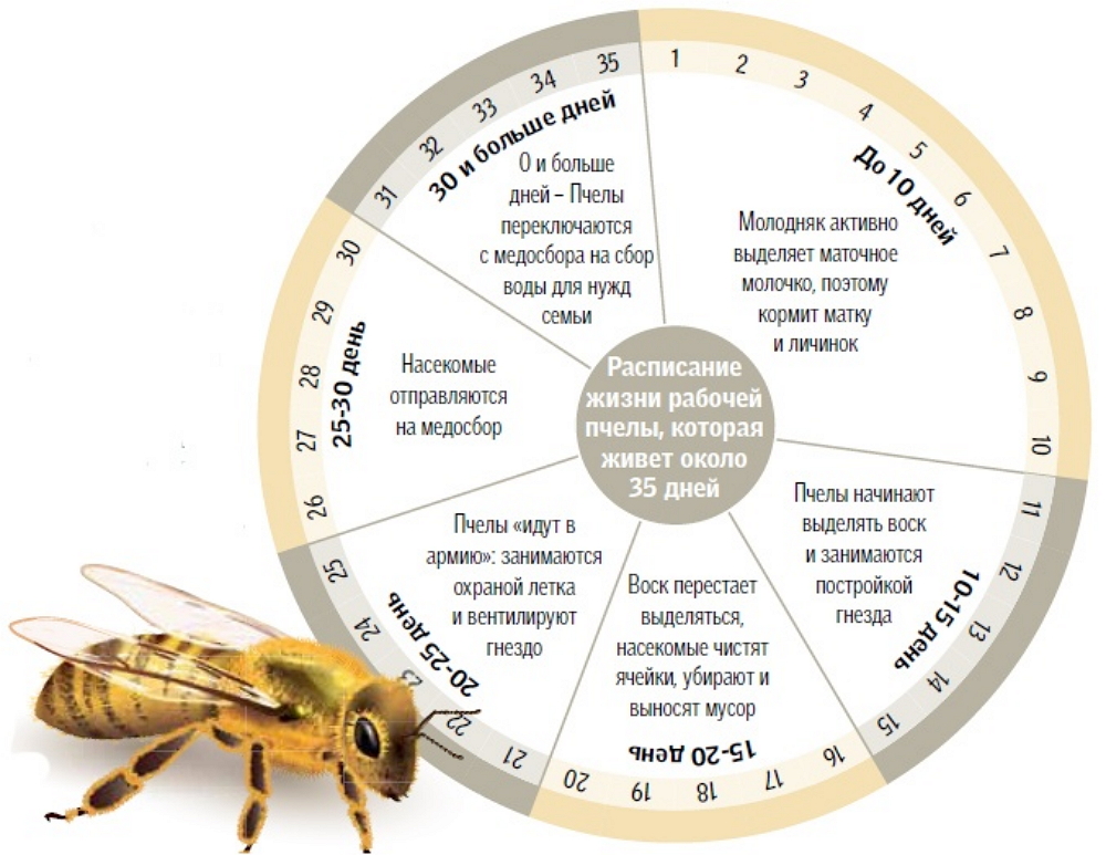 Таблица развития пчел