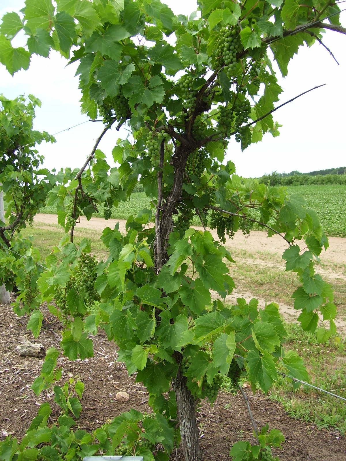 Talking to Plants Growing Grapes at the Hancock Research Station
