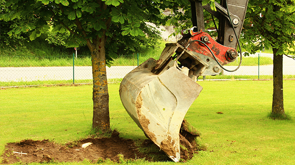 Tree root ball excavation for transplanting