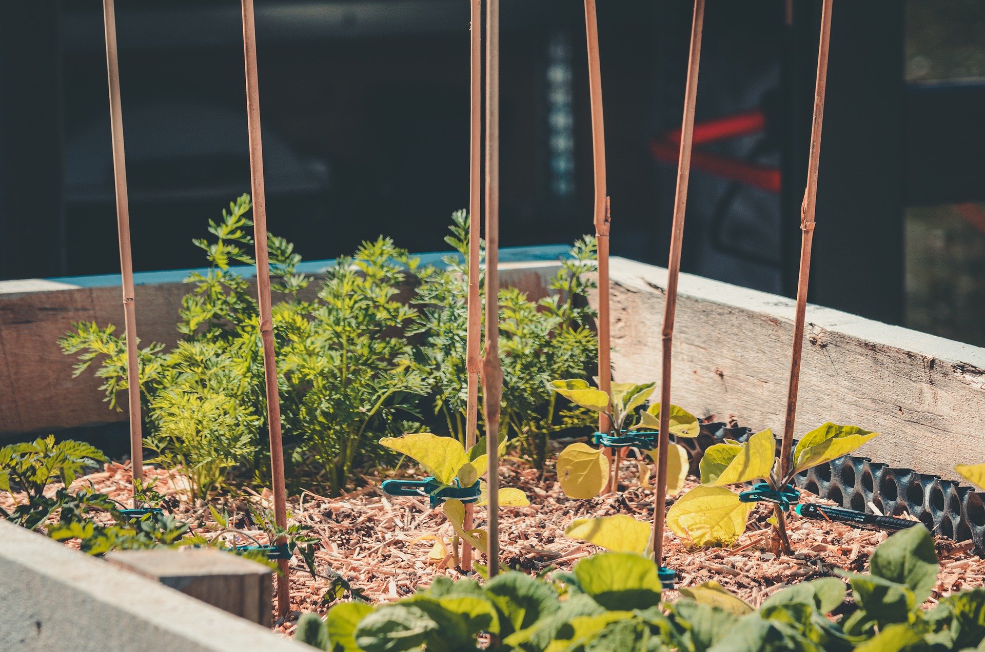 Kitchen Care Only: What Is Kitchen Garden and Why It Is Helpful For Our