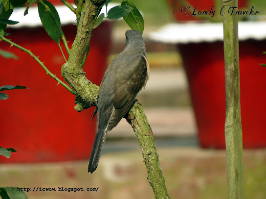 Plaintive cuckoo - Cacomantis merulinus
