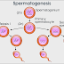 Spermatogenesis | formation of male sperms