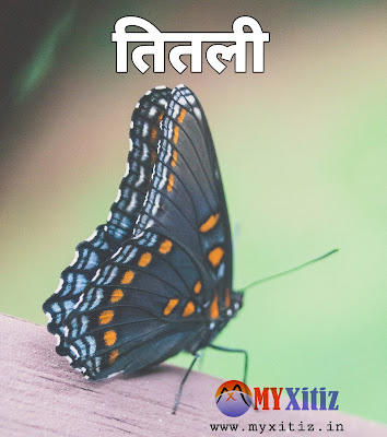 तितली butterfly hindi poems poetry kavita balkvita Dr. G. Bhakta Xitiz