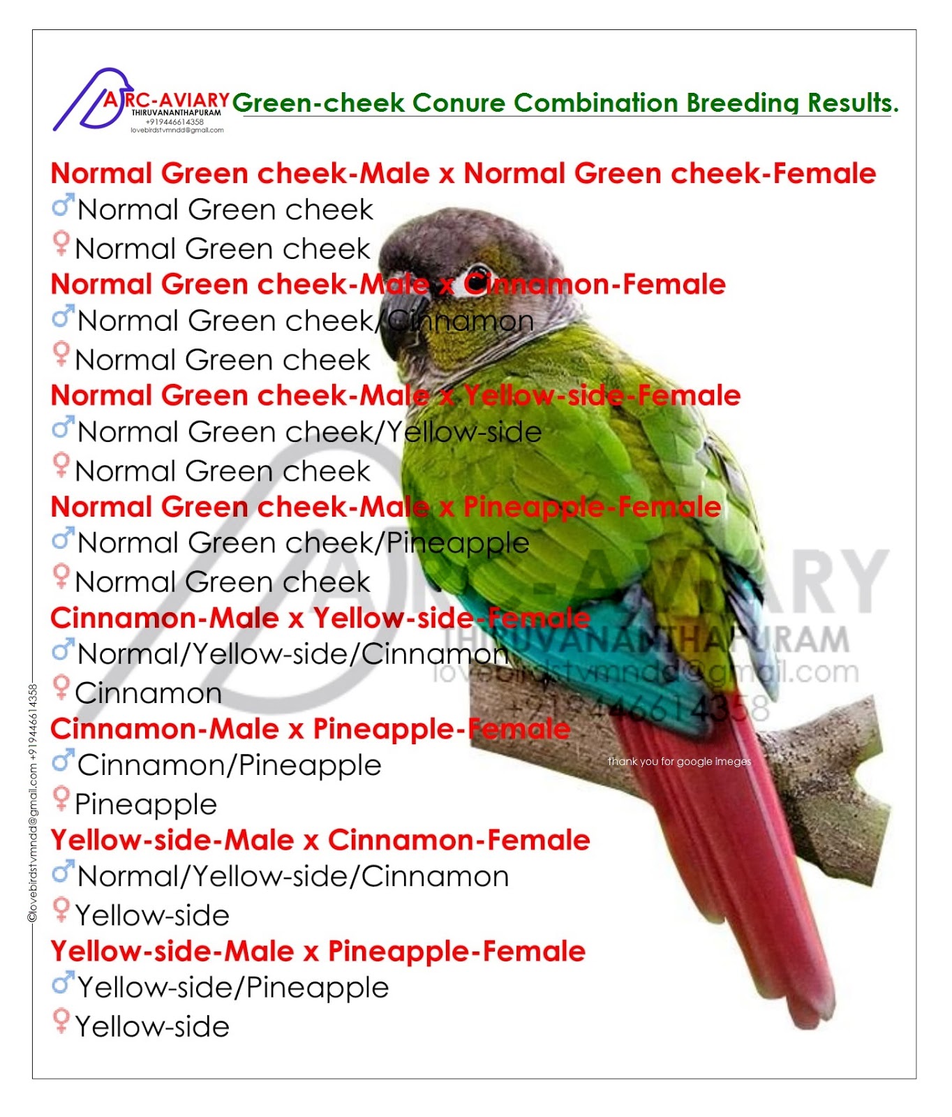 Green Cheek Conure Chart