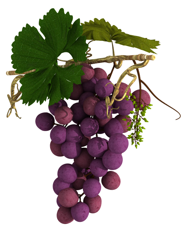 виноград терский алый. какой сорт винограда визитная карточка чили. виноград аризонский (vitis arizonica). сорт винограда визитная карточка чили. виноград любимый.