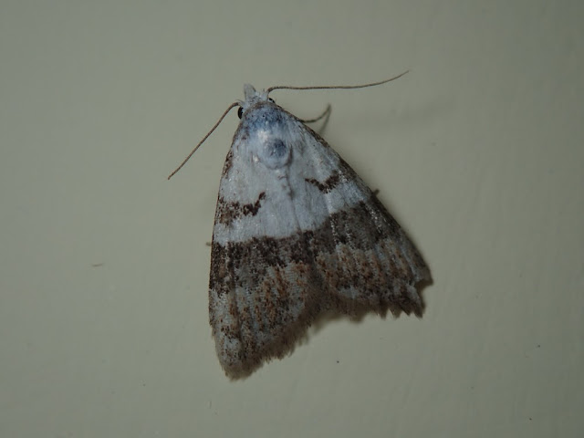 Nola lucidalis Nola lucidalis