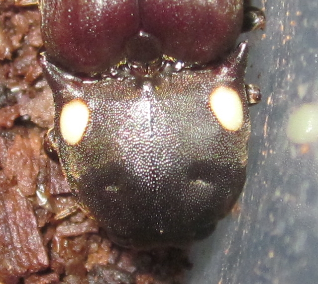 Pyrophorus2020%252311.JPG