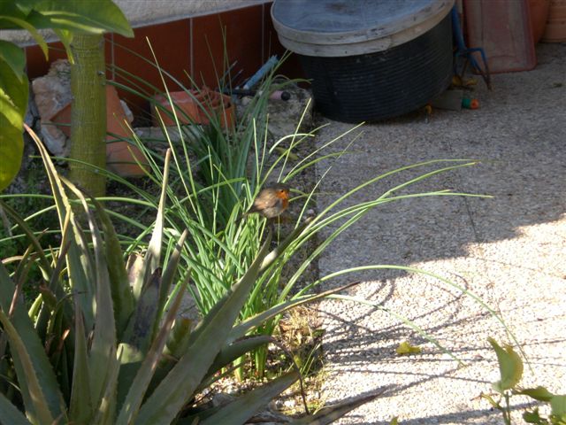 Shambhala: Un Invierno lleno de Vida