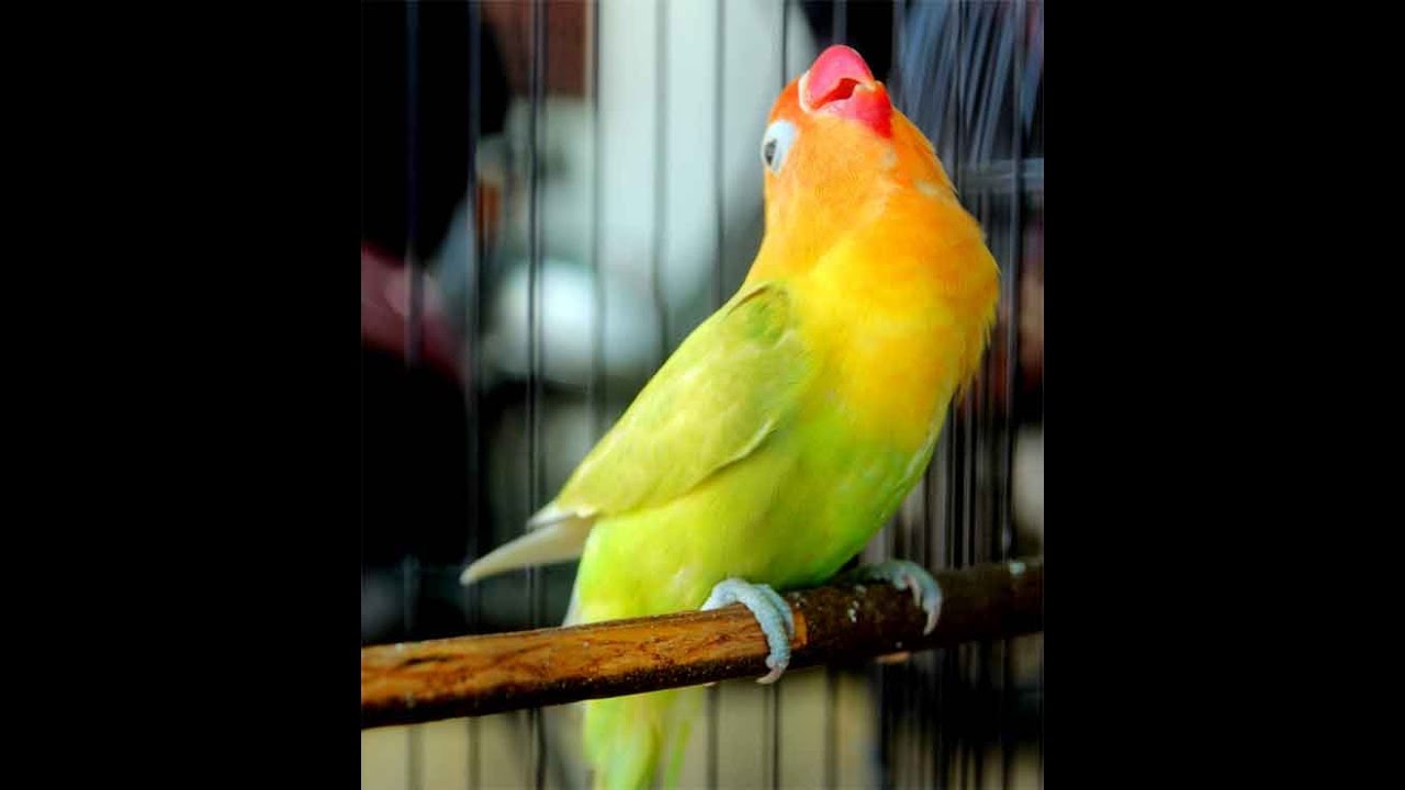 Burung Harga Rp 2 Miliar Lovebird Kusumo Mati Ini Kata Sang