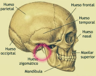 Resultado de imagen de Apofisis Estiloide