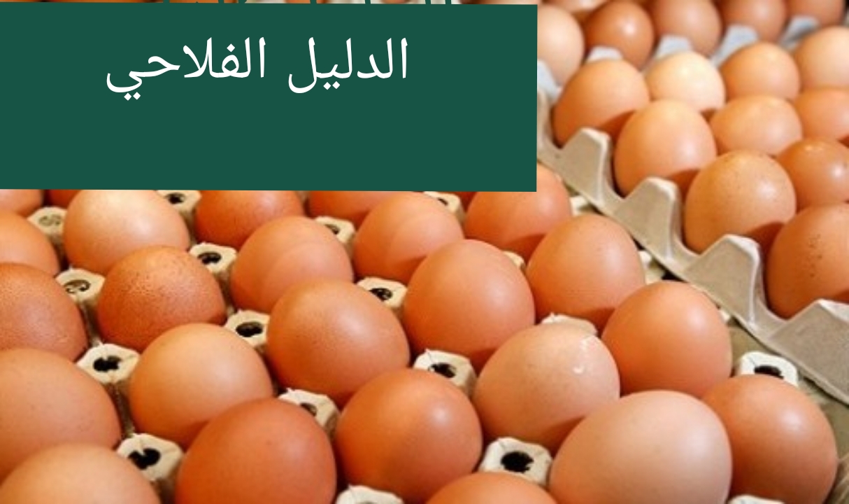 طريقة فحص البويضات المخصبة