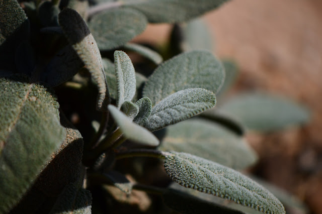 Salvia officinalis