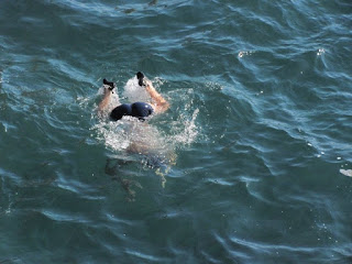 Constantin Gabor Swimming