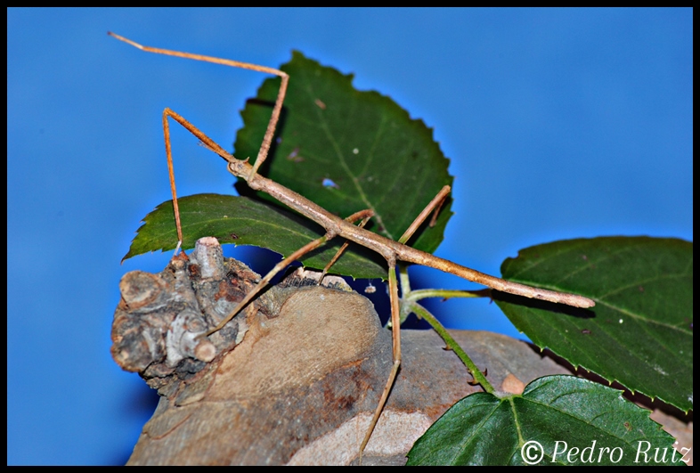 Ninfa hembra L5 de Medauroidea extradentata, 5,6 cm de longitud Ninfa hembra L5 de Medauroidea extradentata, 5,6 cm de longitud