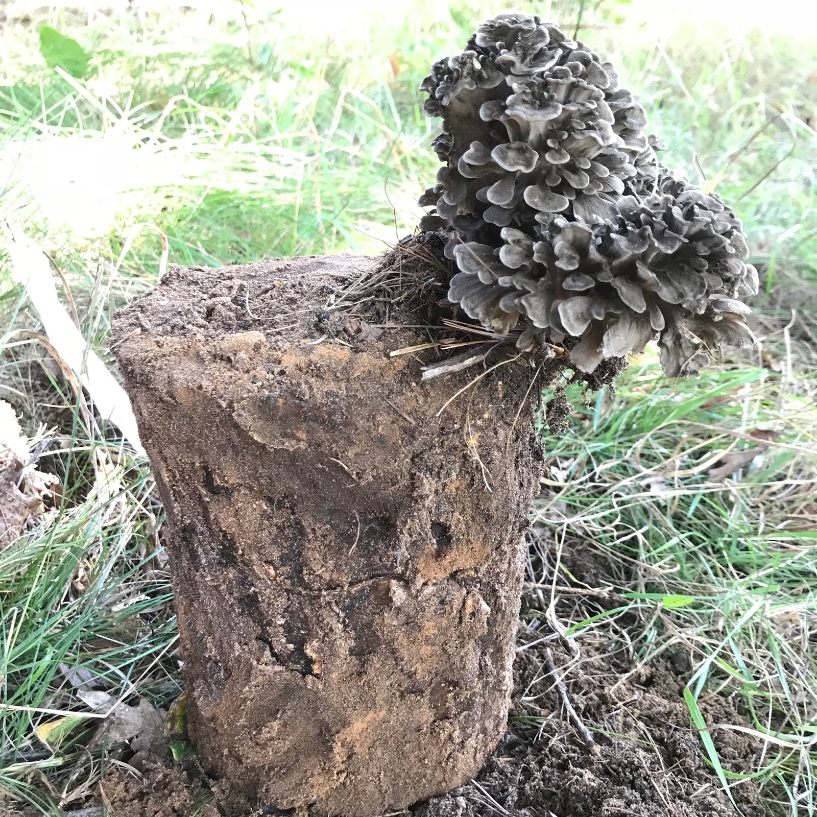 Mushrooming Together HomeGrown Hen of the Woods (aka Maitake mushroom)