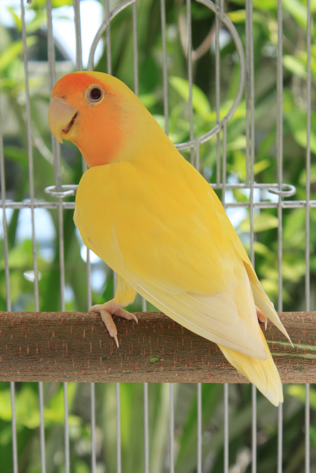 Tentang Burung Di Indonesia Gambar Burung Love Bird