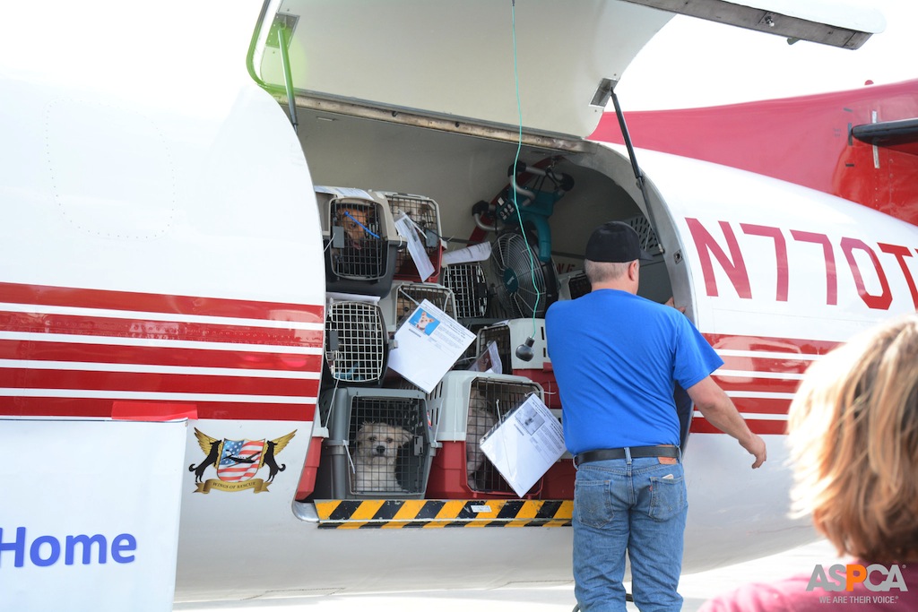 Wings of Rescue Freedom Flights Wings of Rescue flies 150 dogs and cats to freedom in NJ #BTC4A