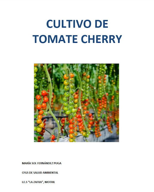 Cultivo de tomate cherry