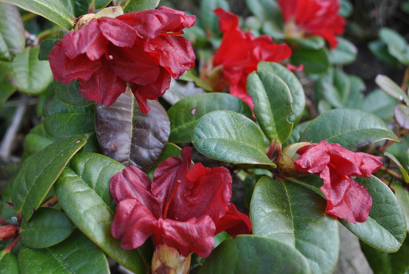 Inspiration By Helene: Frostskader selv med dekke...